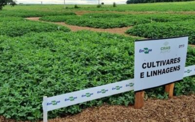 Embrapa lança novas cultivares de amendoim na Agrishow 2023