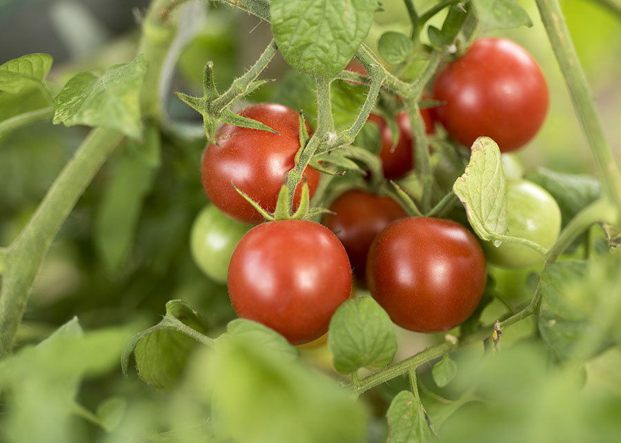 Pesquisas mostram benefícios de bacilos no tomateiro