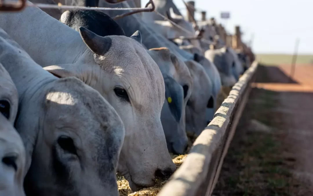 BOI GORDO: ajuste de oferta reduz queda nos preços