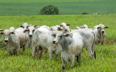 Febre Aftosa: 73 milhões de bovinos devem ser vacinados