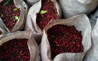 CAFÉ ARÁBICA: Ritmo de negócios aumenta