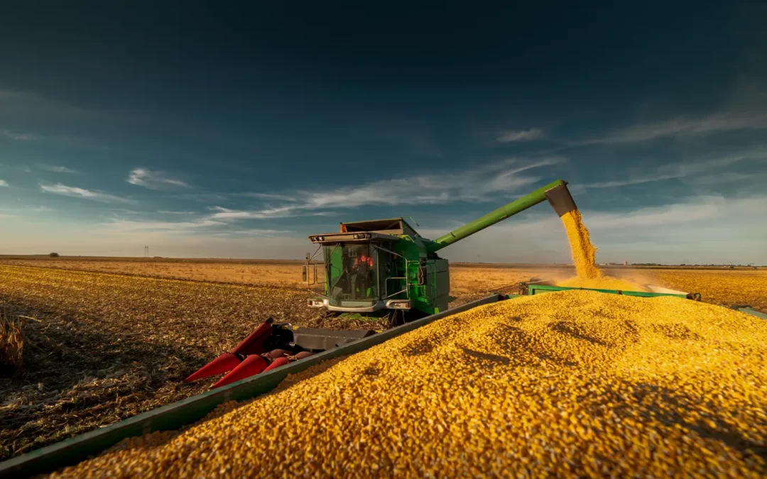 Safra de milho: Brasil enfrenta desafios na produção e exportação em 2024