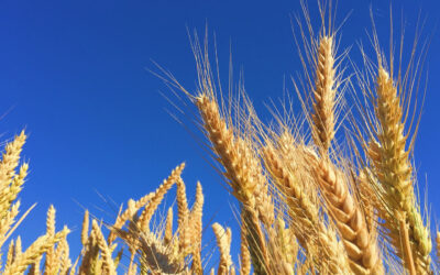 Importações de trigo atingem maior volume desde 2007