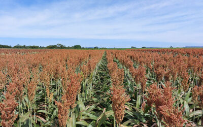 Embrapa lança novas cultivares de sorgo e de milho