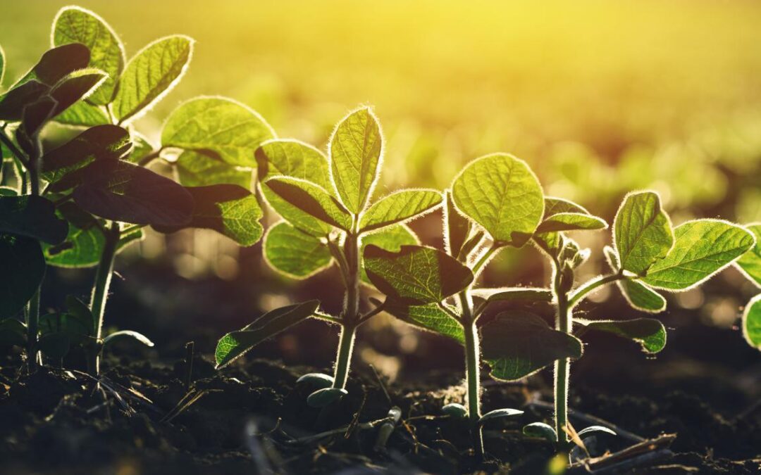 Plantio de soja na Ucrânia chega a 18,8 mil hectares de áreas plantadas