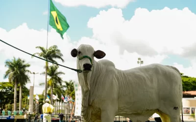 Começa 88ª Expozebu em Uberaba com foco em melhoramento genético