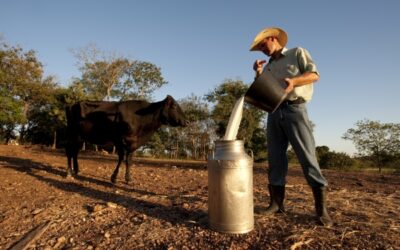 LEITE: Embrapa pontua alta no preço pago ao produtor