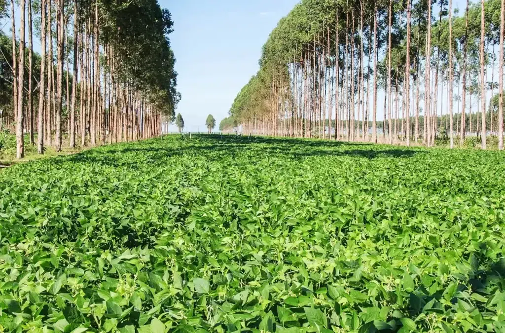 Julho deve começar com redução de chuvas em algumas regiões