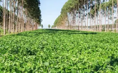 Julho deve começar com redução de chuvas em algumas regiões