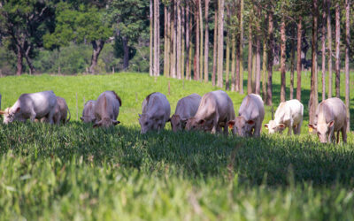 Embrapa aponta manejo com árvores para melhora de pastagens