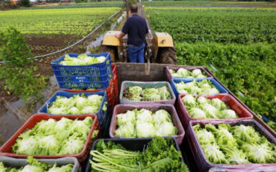 Plano Safra da Agricultura familiar tem recursos recordes
