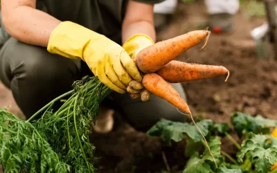 Cenoura puxa preços para baixo, junto da batata, nos mercados do Brasil, diz Conab