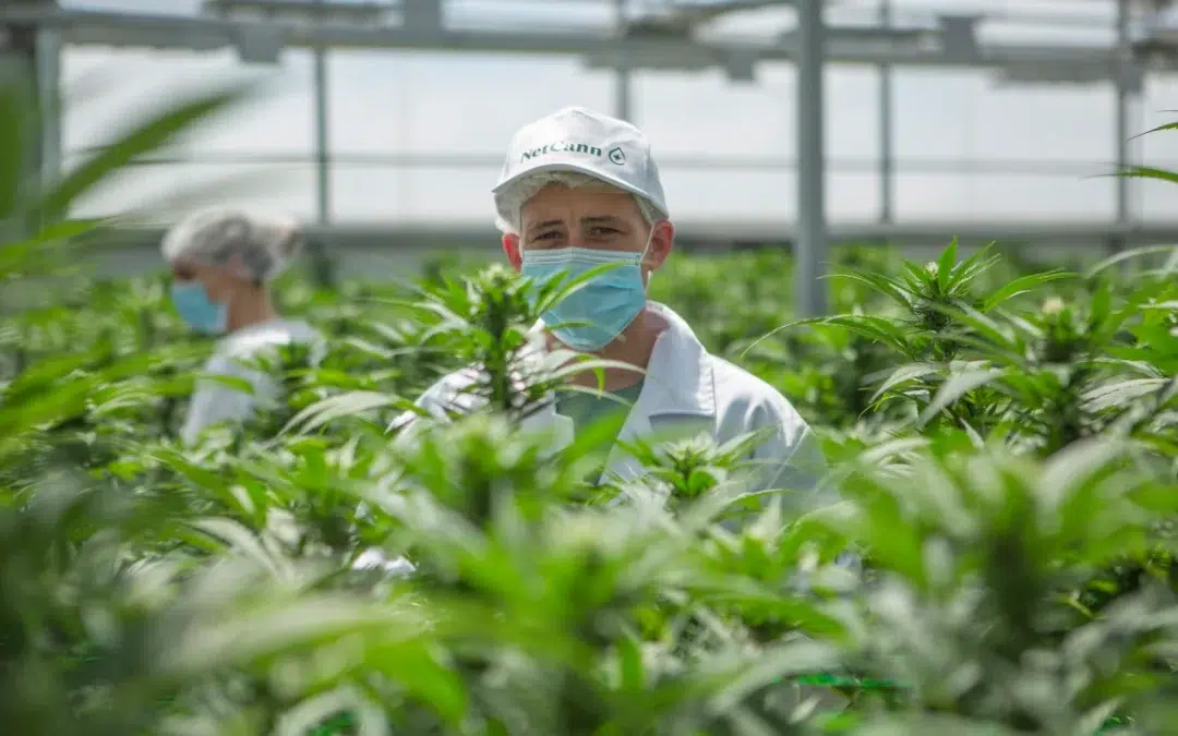 Mercado da Cannabis no Brasil: o que esperar?