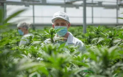 Mercado da Cannabis no Brasil: o que esperar?