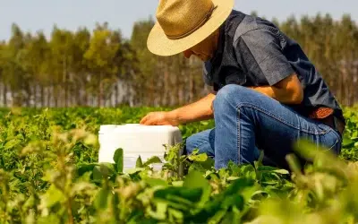 55 novos defensivos agrícolas foram registrados pelo Mapa