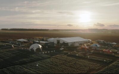Evento no Centro-Oeste levará produtores brasileiros de algodão para imersão na cultura