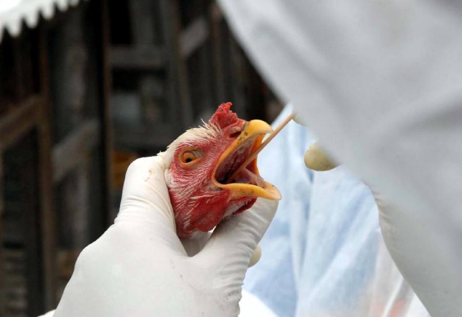 Mapa confirma caso de influenza aviária em ave de subsistência
