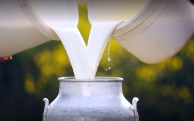 Dia Mundial do Leite: a importância do setor na alimentação e saúde 