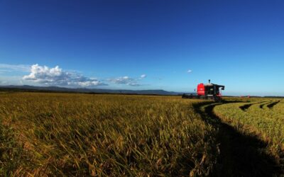 Valor Bruto da Produção Agropecuária em 2023 é estimado em R$ 1,179 trilhão 