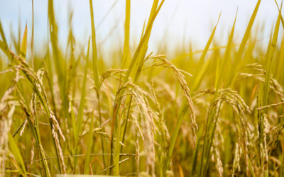 Importações brasileiras de trigo atingem maior volume desde 2001