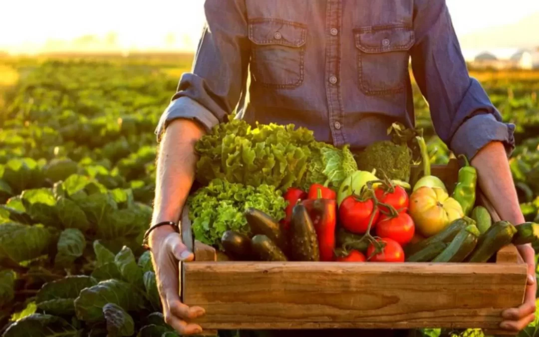 Governo anuncia que formula nova política de alimentos, diz MDA