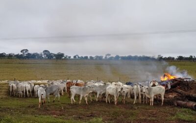 Pecuarista relata prejuízo com morte de bovinos no MS