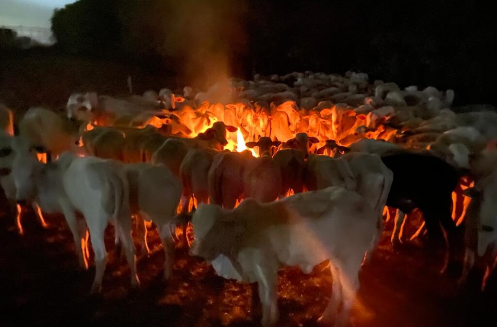 Prejuízo com bovinos no MS deve chegar em R$10 mi