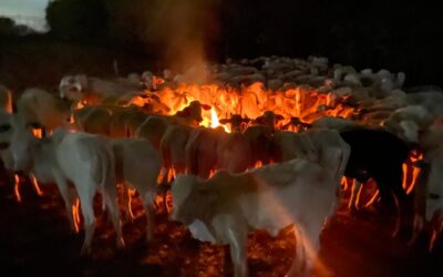 Prejuízo com bovinos no MS deve chegar em R$10 mi