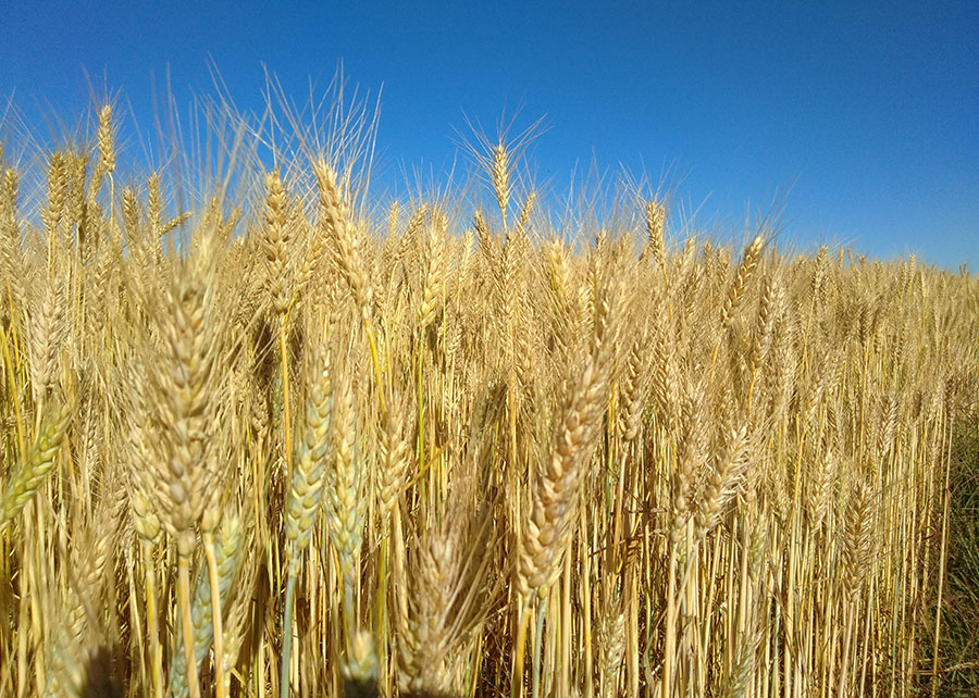 Pesquisa mostra que trigo absorve mais CO2