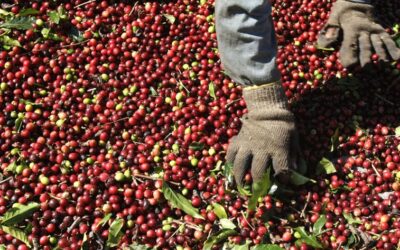 CAFÉ: colheita avança; preços tem a menor média dos últimos anos
