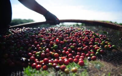 Café: primeiros lotes da safra 23/24 com boa qualidade