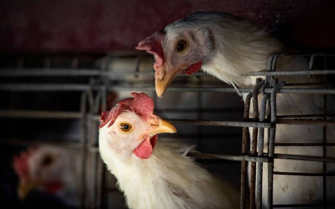Os impactos da gripe aviária para o Brasil