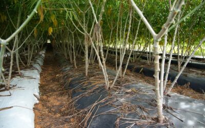 Tecnologia facilita manejo e aumenta a produtividade da mandioca