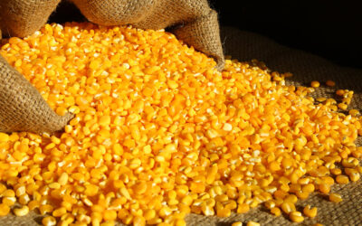 Preços do milho caem com avanço da colheita e baixa demanda