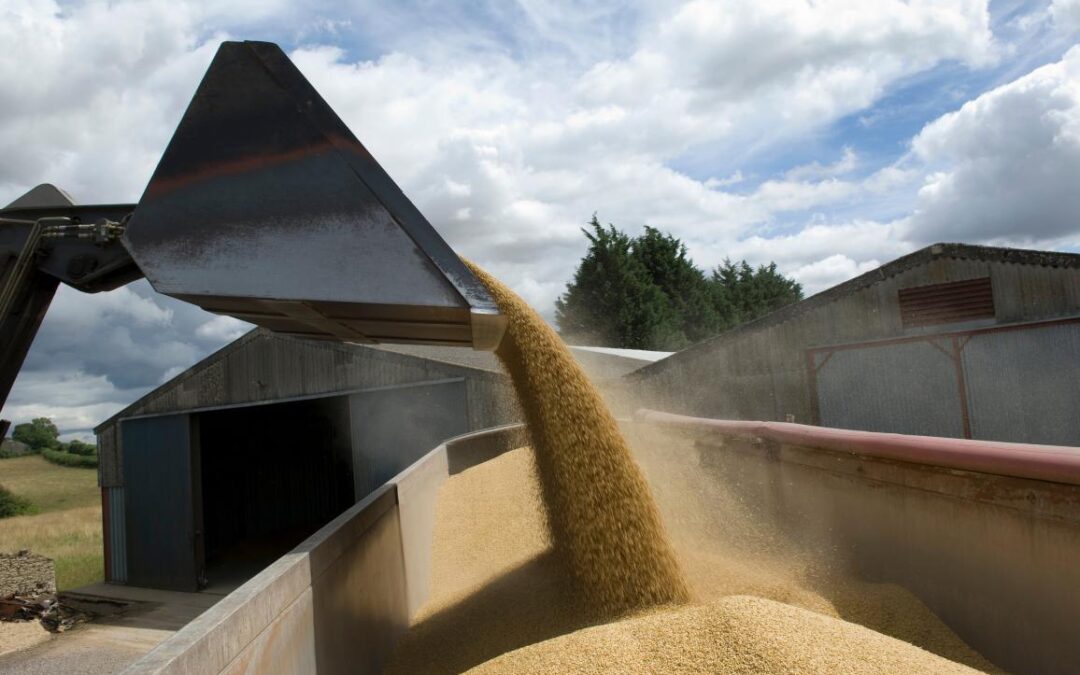 Produção de grãos da Ucrânia tem planejamento de alta