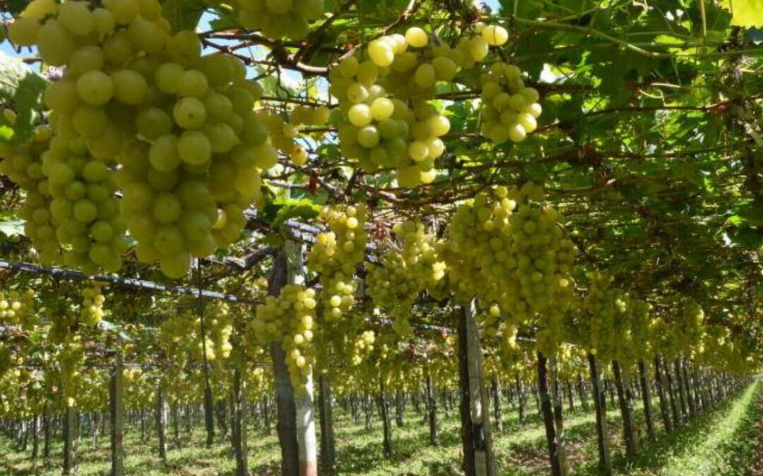 Pesquisa medirá emissões de gases de efeito estufa na produção de uvas
