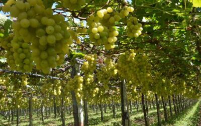 Pesquisa medirá emissões de gases de efeito estufa na produção de uvas