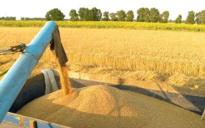 Milho: exportação do cereal no Brasil está previsto para 9,96 milhões de toneladas