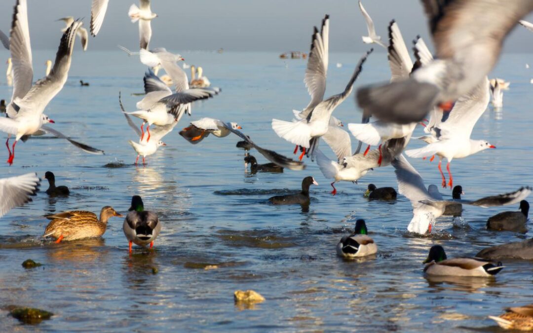 Governo do Espírito Santo proíbe acesso as praias por conta da Gripe Aviária