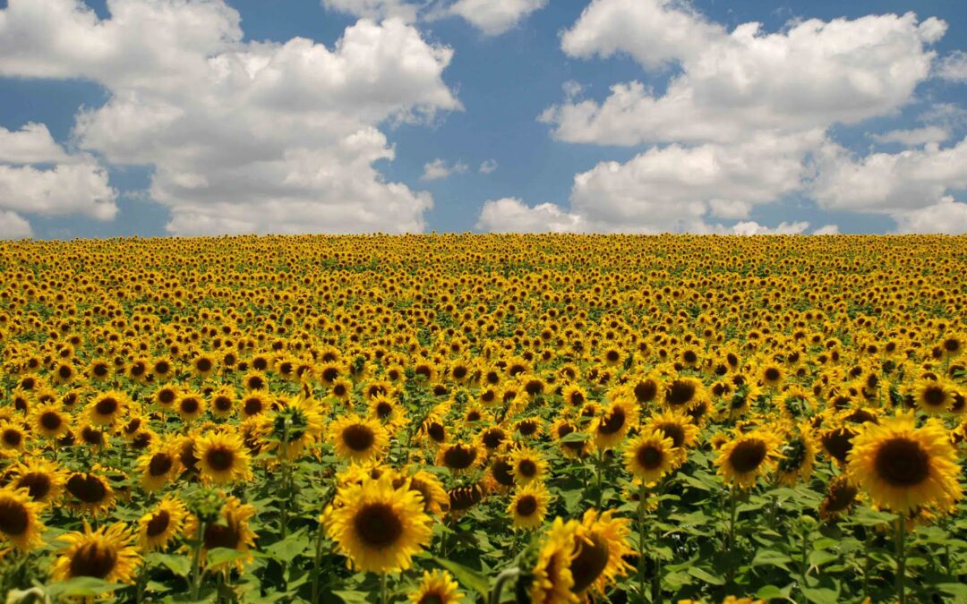 Produção de Girassol é opção de segunda safra