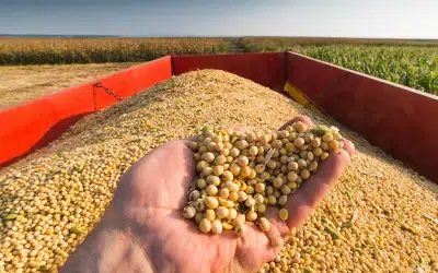 Acordo garante exportação de soja sustentável brasileira para a China
