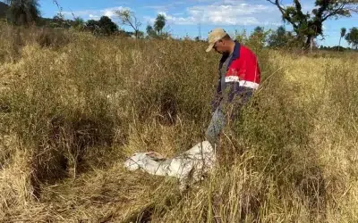 Hipotermia em bovinos: professor ressalta necessidade de nutrição intensa