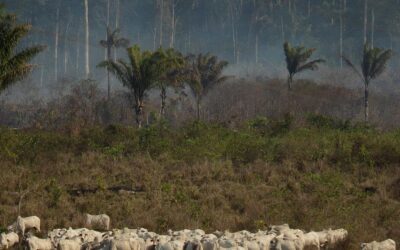 União Europeia aprova nova legislação sobre importação de produtos agrícolas  brasileiros