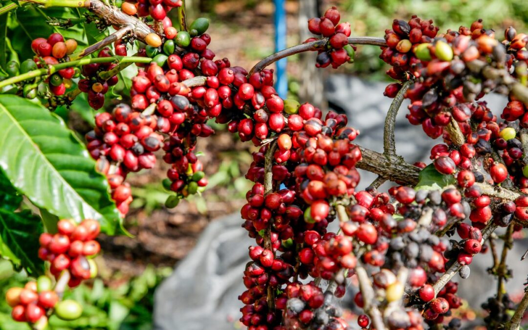 Emater incentiva cultivo do café Conilon no Leste de Minas