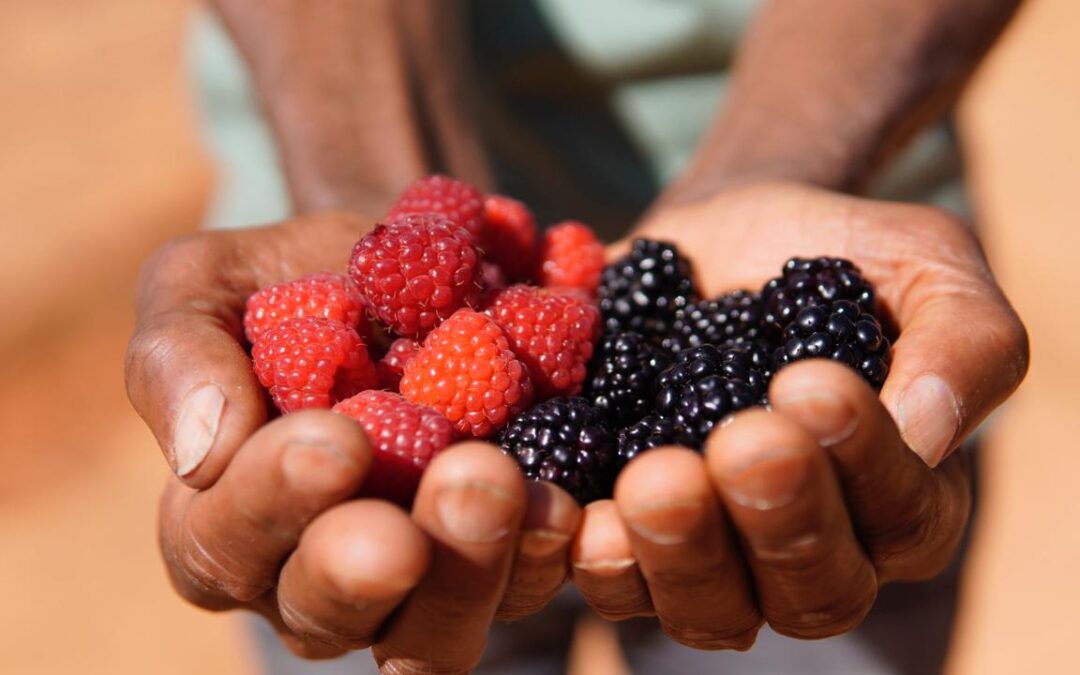 Frutas vermelhas revolucionam agricultura familiar no Sul de Minas