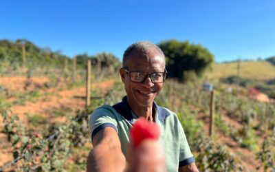 Cafeicultor em Machado aposta em frutas vermelhas e amplia renda