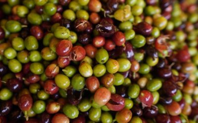 Safra brasileira de café registra queda