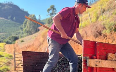 CAFÉ: Produtor investe em secagem suspensa e coberta