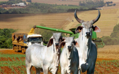 Os impactos da nova legislação europeia para a pecuária brasileira