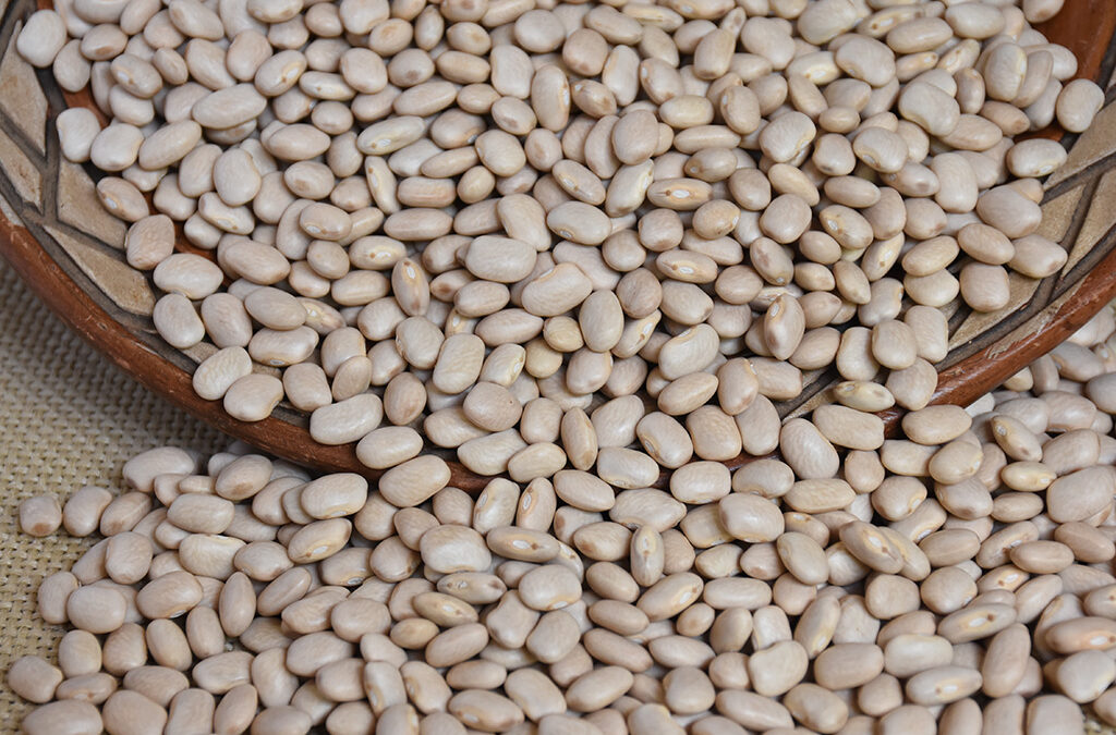 Embrapa desenvolve nova cultivar de feijão para o Nordeste